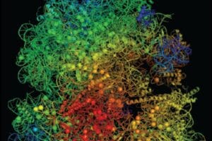 A model structure of a ribosome noted with color-coded flexibility indicators; red highlights ribosome regions that become more flexible, while blue depicts more rigid areas.