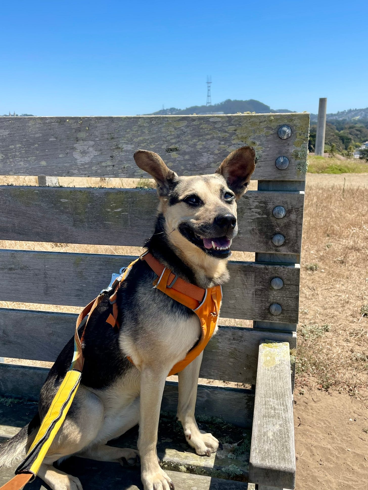 Black and tan dog sits facing the camera wearing an orange vest and leash with a blue sky in the background