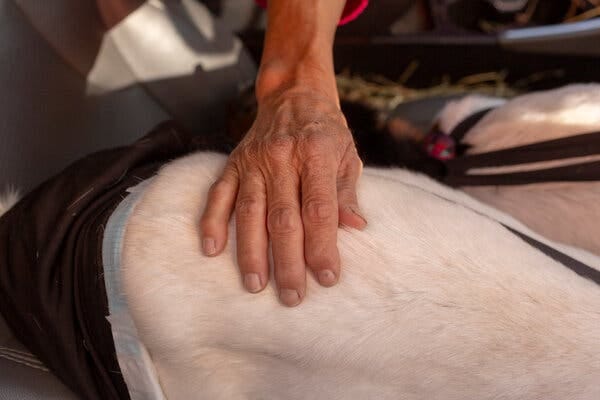 Mrs. Shaw’s hand rests on the back of one of her goats.