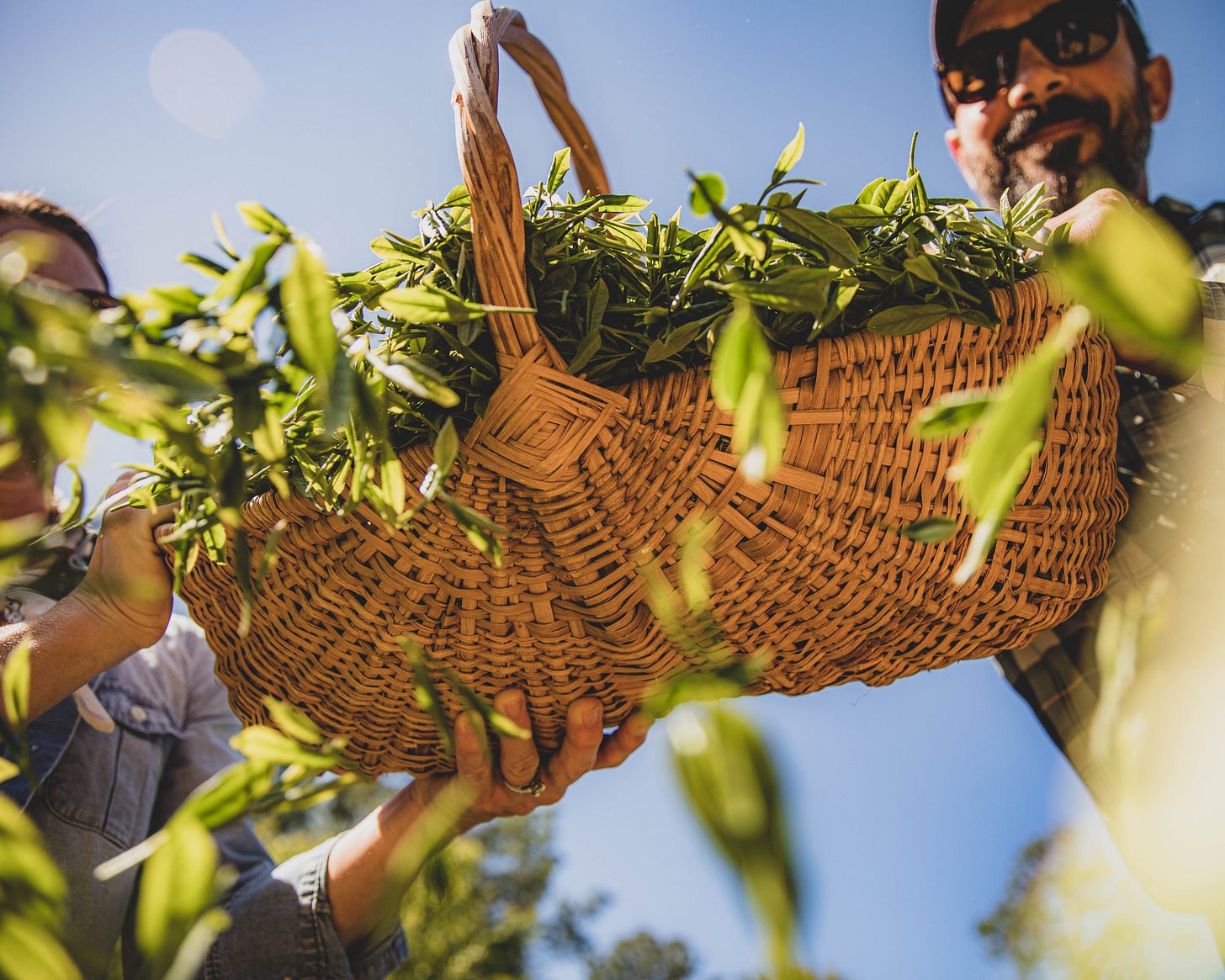 ID: Hillary and Thomas Steinwinder of Longleaf Tea Company dumpling a basket of fresh tea leaves on your face