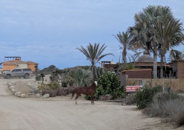 a brown horse with a white face looks at the camera, surrounded by residential homes on a white sand street