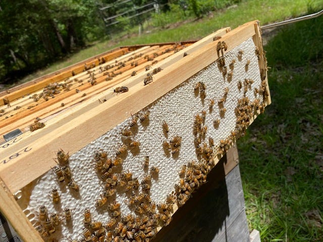 frame of capped honey in a frame holder on the side of an open honey bee hive