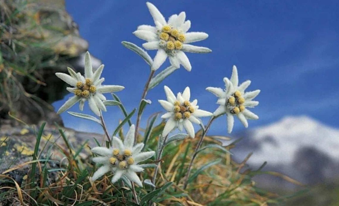 Edelweiss Flowers Meaning
