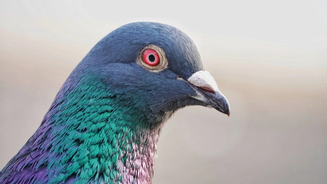 Pueden las palomas competir con la inteligencia artificial?