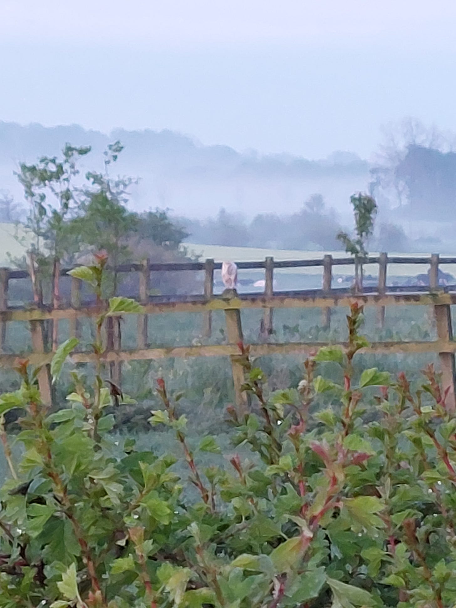 A blurry zoomed in photo of a barn owl sitting on a fence post, mist covered trees in the background, green leaves in the foreground