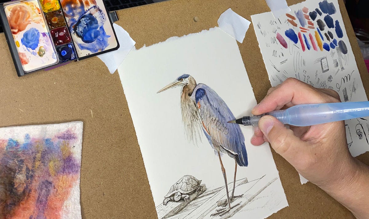 Pen and watercolor illustration in progress of a Great Blue Heron
