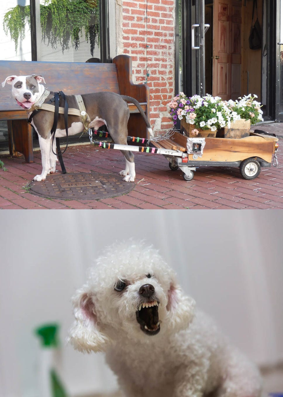 My smiling pit bull pulling a flower cart and a snarling toy poodle.