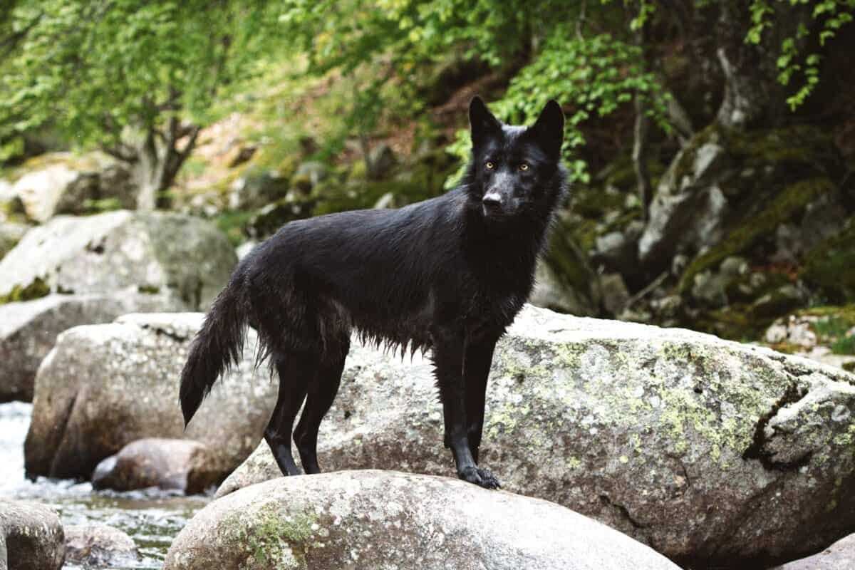 Black wolfdog standing on a rock