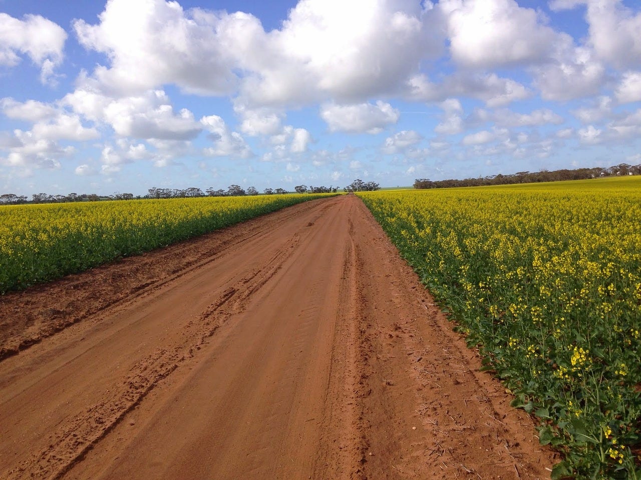 canola farm with a row of tilled soil