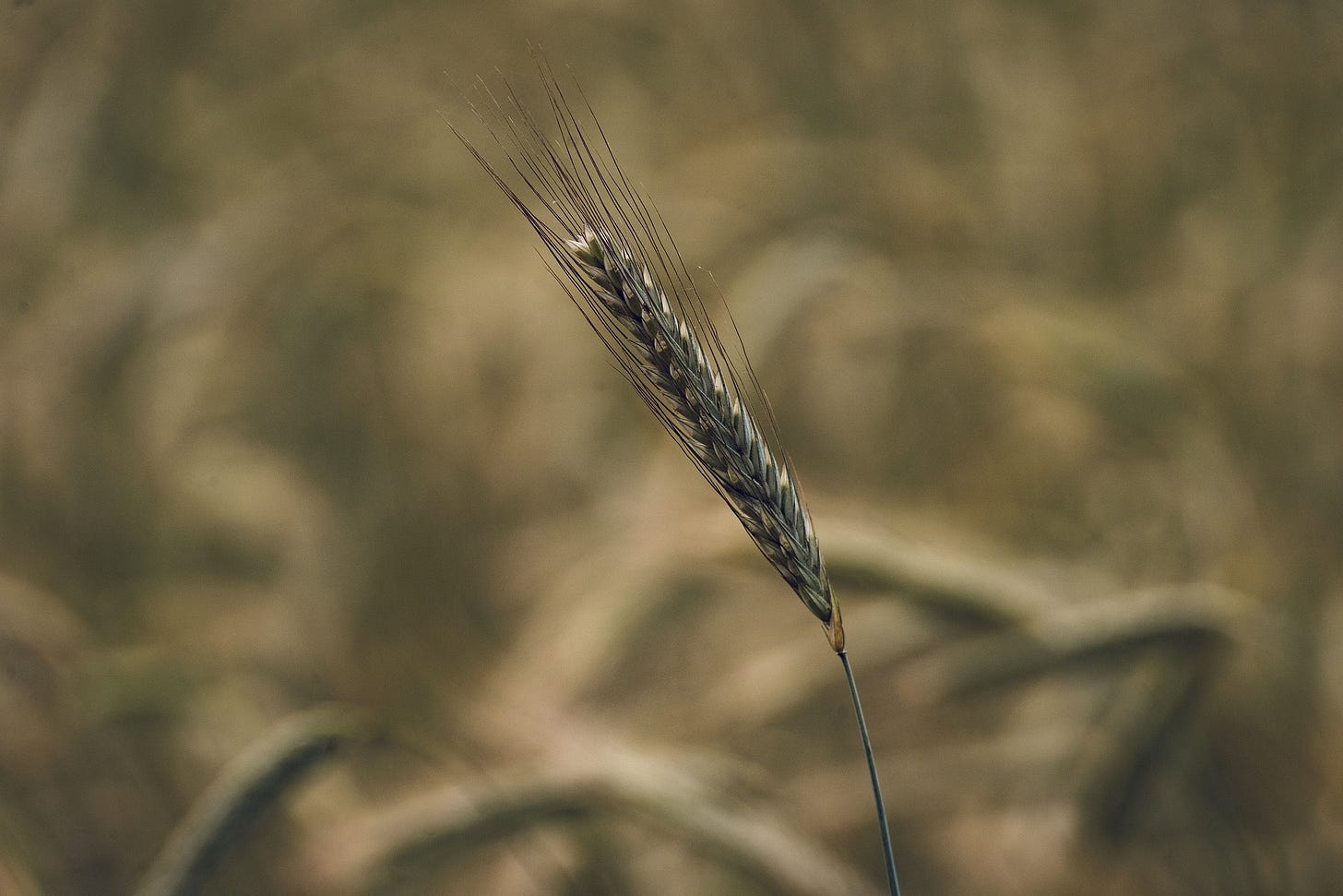 A stalk of wheat