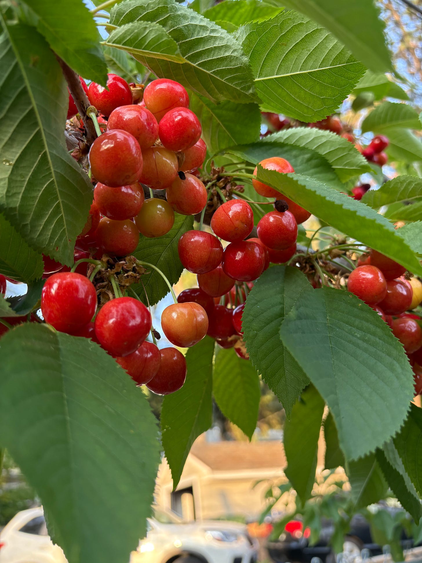 A close-up image of green leaves and reddish/yellowish/pinkish cherries, almost ripe, in the authors