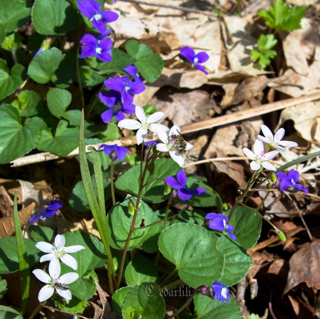 Wild Edible Plant