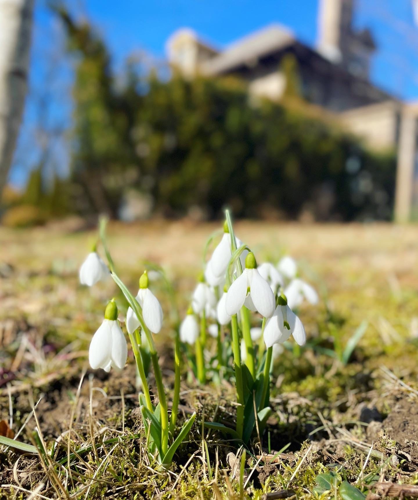 Some of the first snowdrops up in the Birch Walk this year.