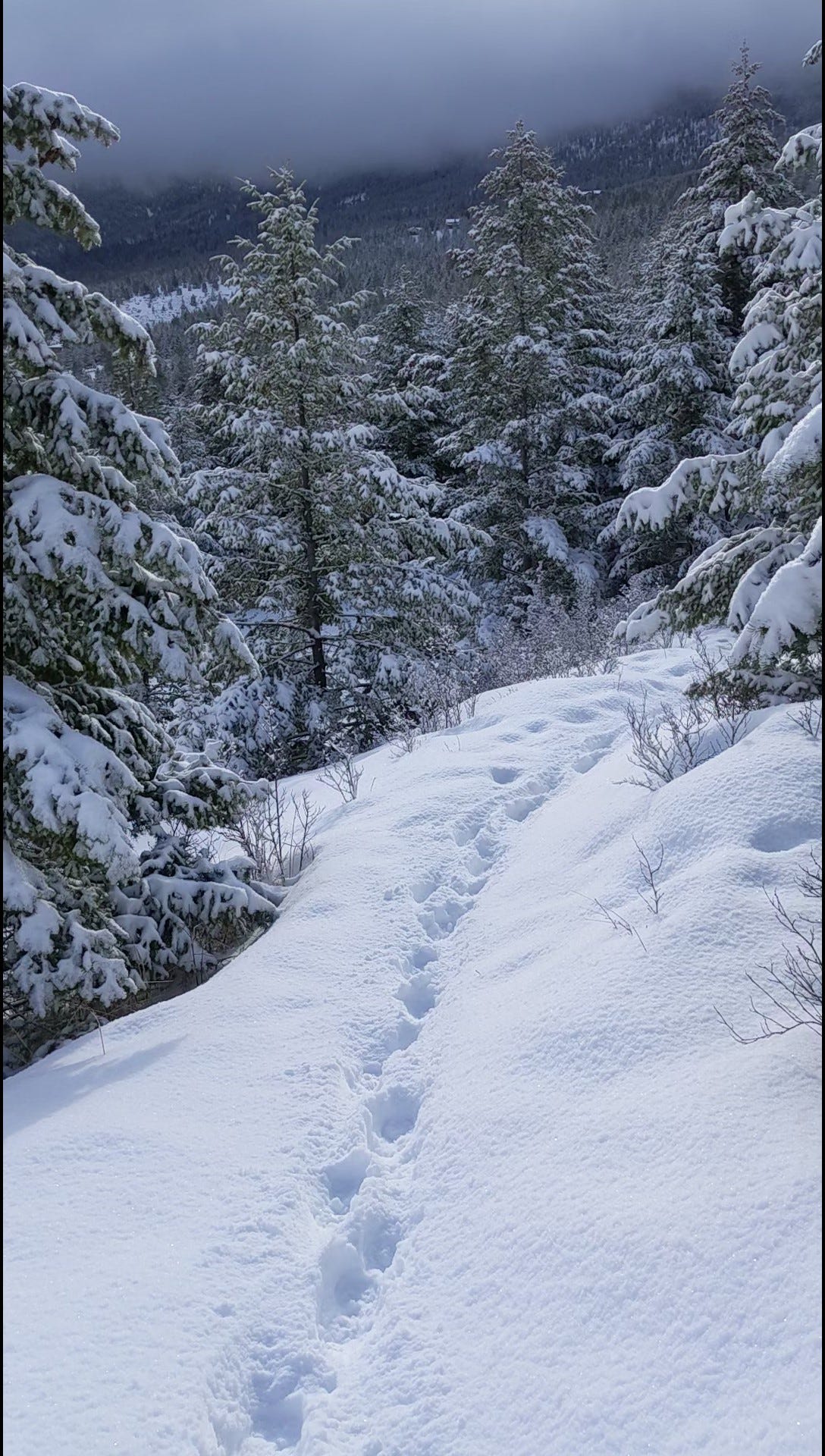 Footprints through snowy woods