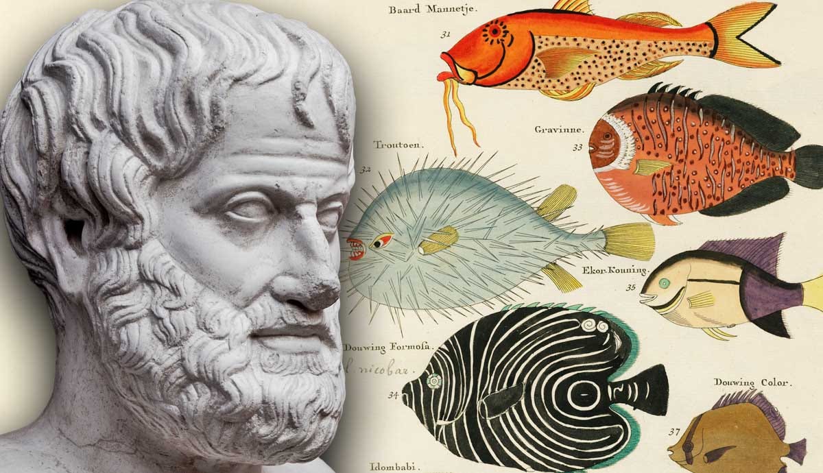 What Were Aristotle's Contributions to Biology? | TheCollector