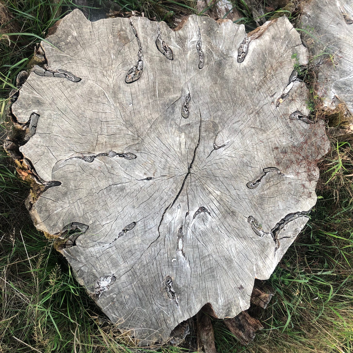image of a tree stump, almost gray, wrapped in brown-orange bark, with green grass growing up around it. more information in the caption. 