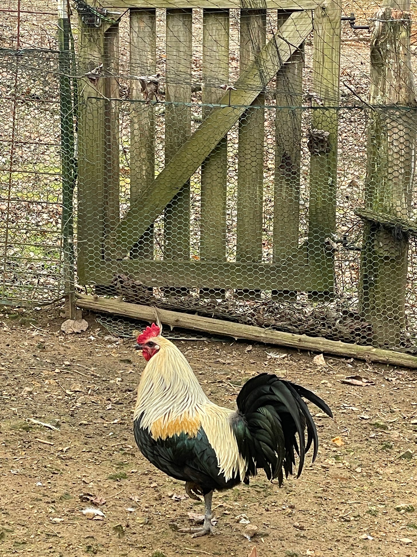 A glorious, majestic looking rooster 