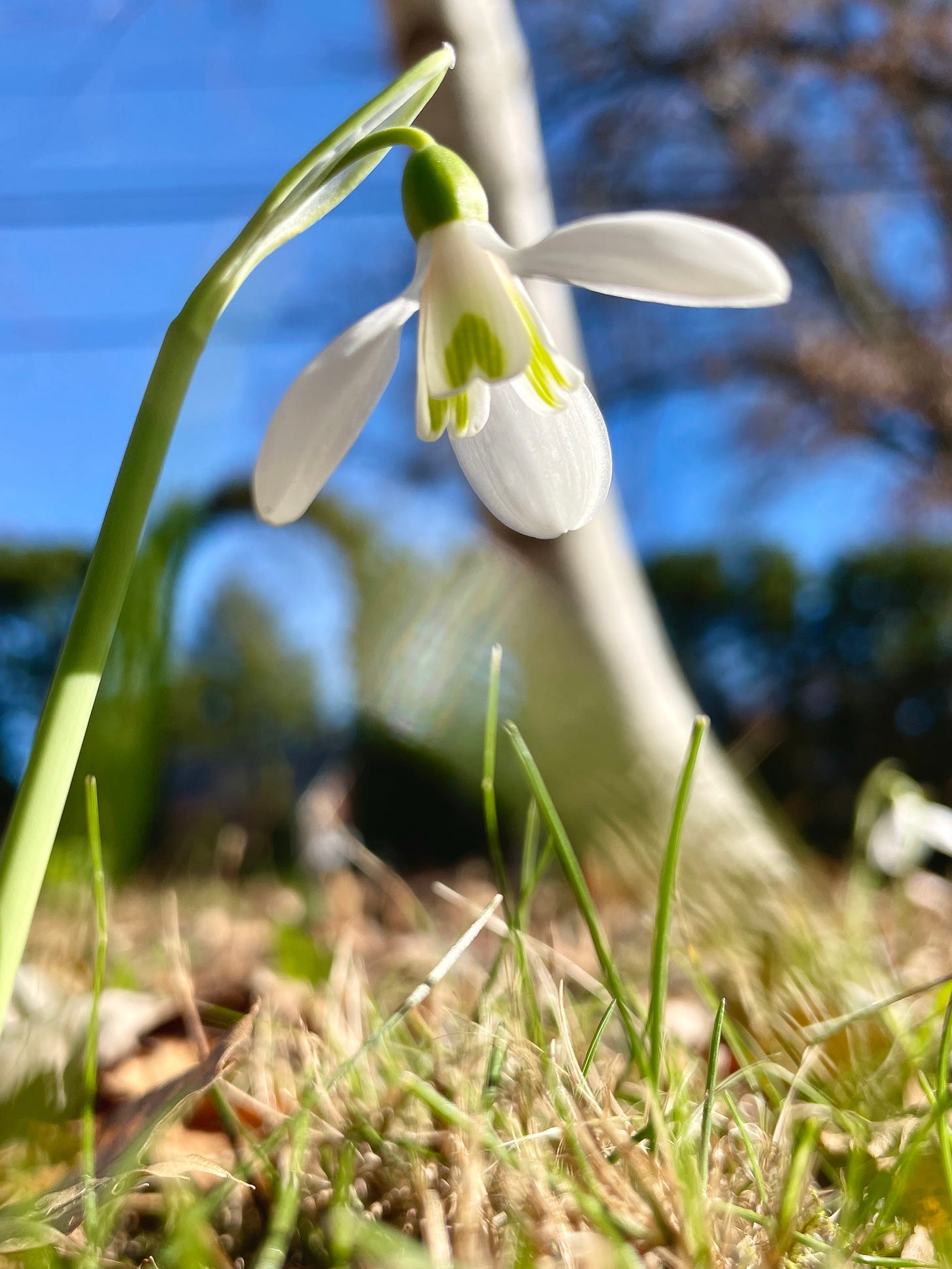 Galanthus Mrs MacNarmara when the sun came out a few days ago! 