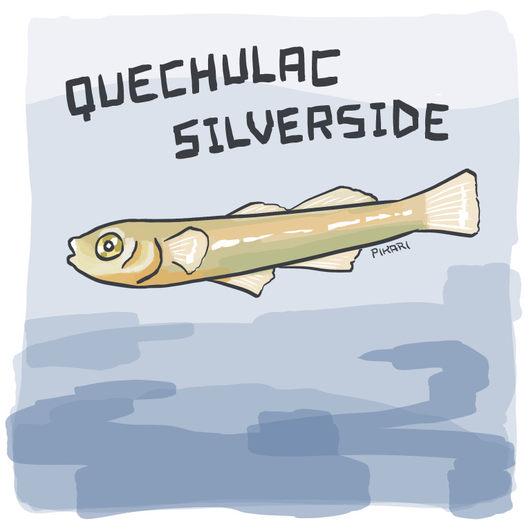 Illustration of a small yellow-green minnow with a large gold eye, swimming in water.