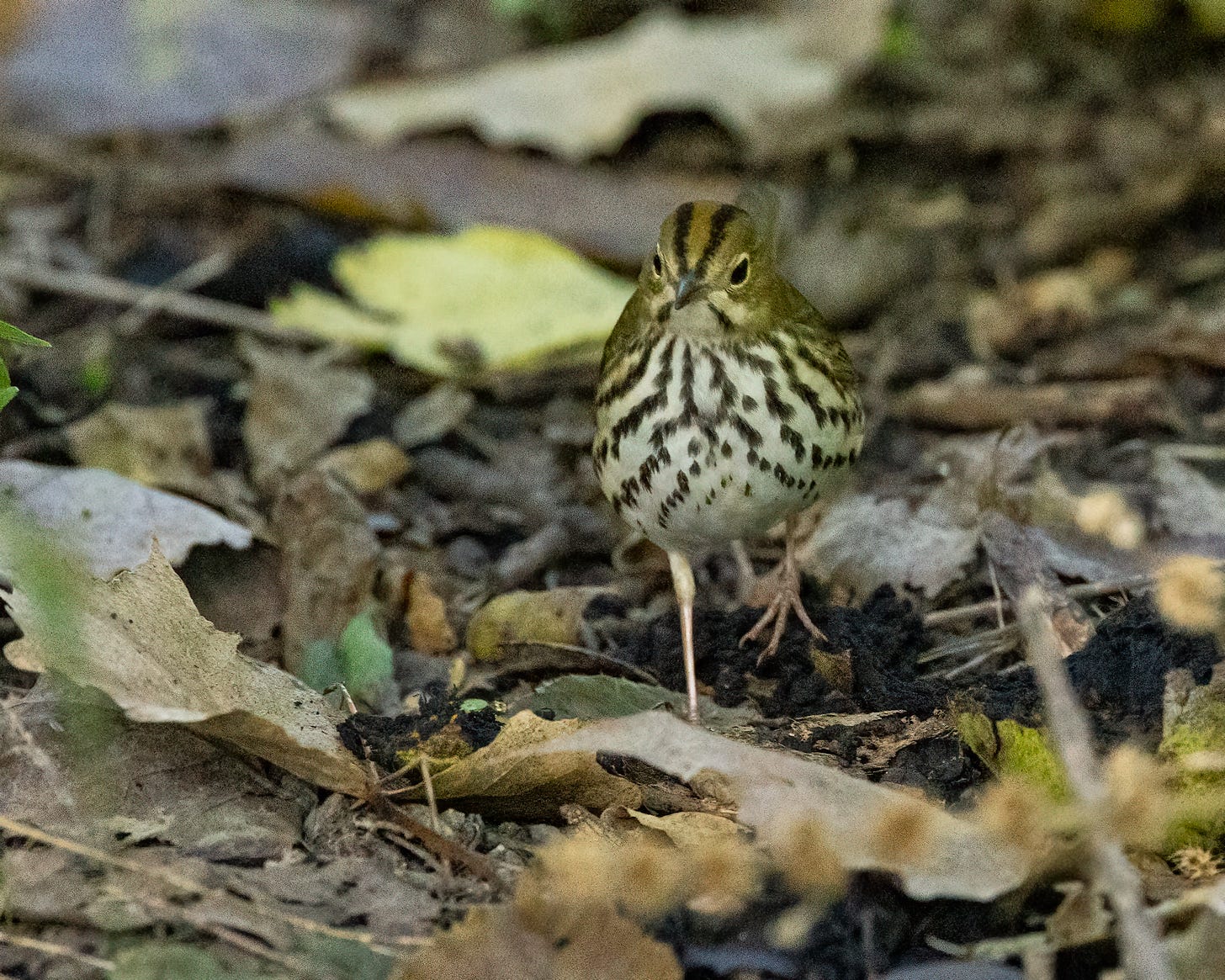 This ovenbird is walking through the fallen leaves. It's mostly brown head has distinctive black stripes, and its breast is heavily streaked.