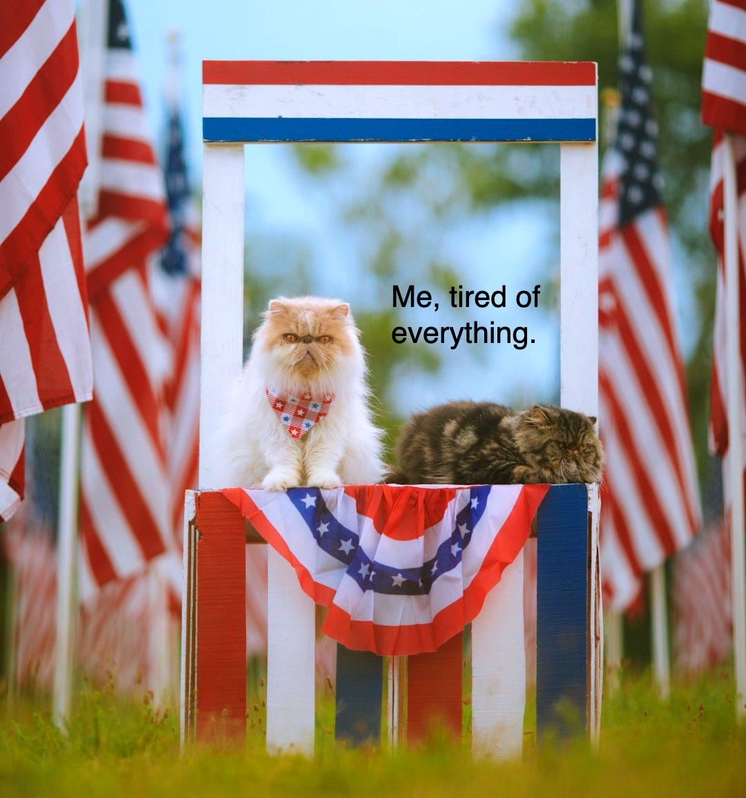 a dog standing in front of flags