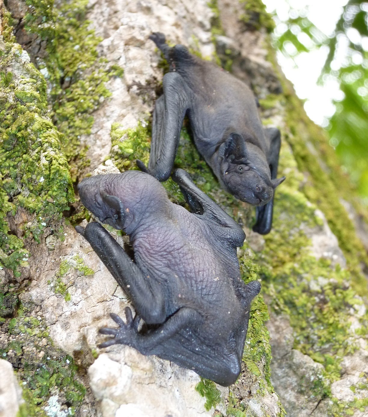 Photos of Azores Noctule (Nyctalus azoreum) · iNaturalist