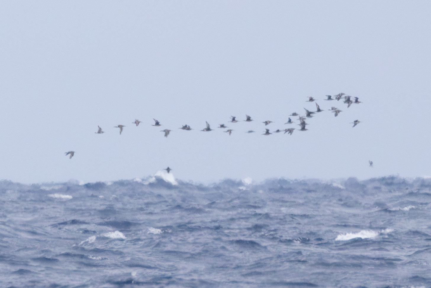 a flock of distant shorebirds flying low over the ocean to the right. a few have visible white spots at the base of their tail, and others have white stripes that go along their wings. 