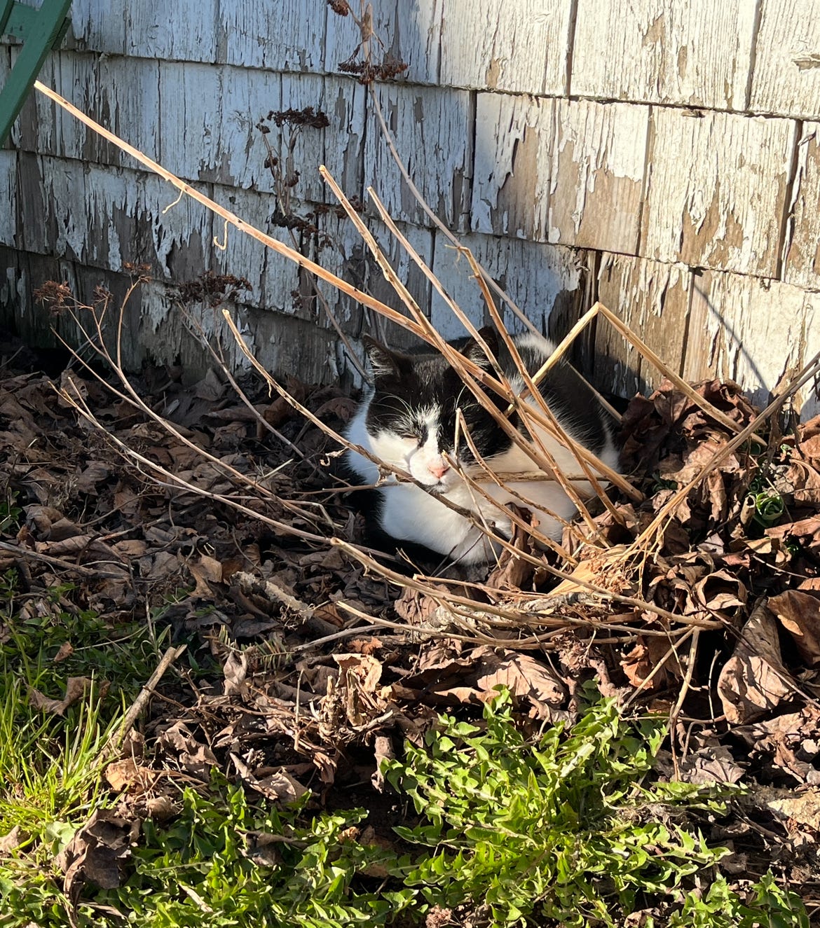 A black and white cat sits in a leaf pile with a beam of sunlight on her face