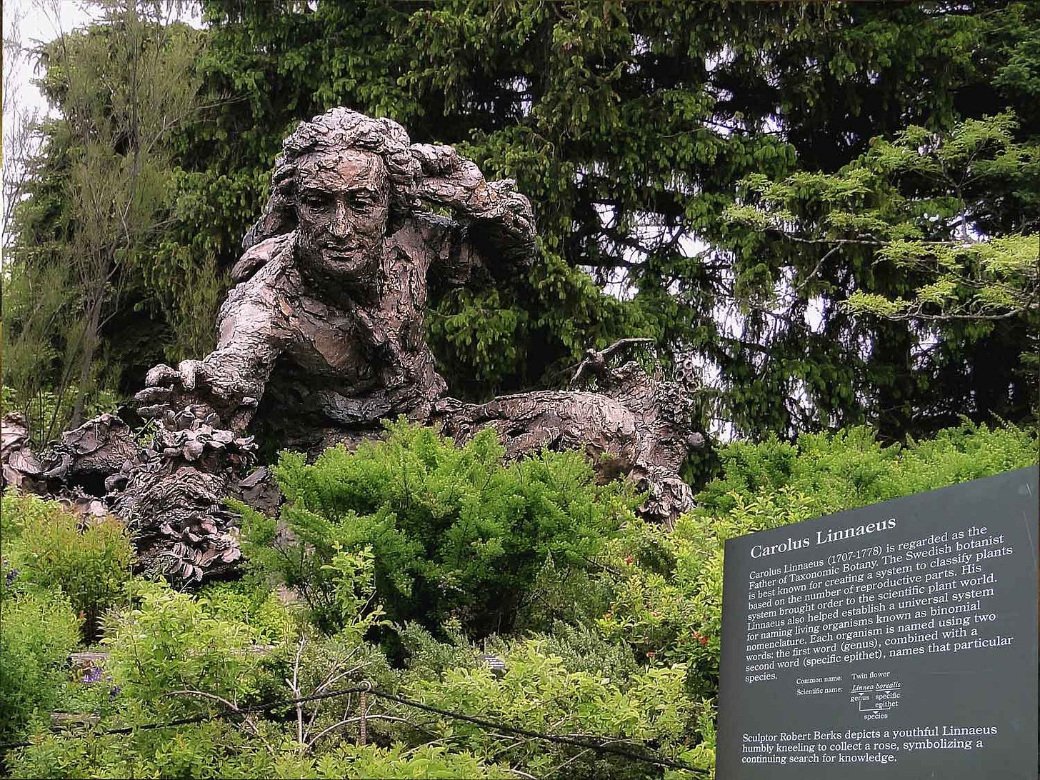Statue of Carolus Linnaeus surrounded by greenery, with a label and information in the corner of image Statue of Carolus Linnaeus surrounded by greenery, with a label and information in the corner of image