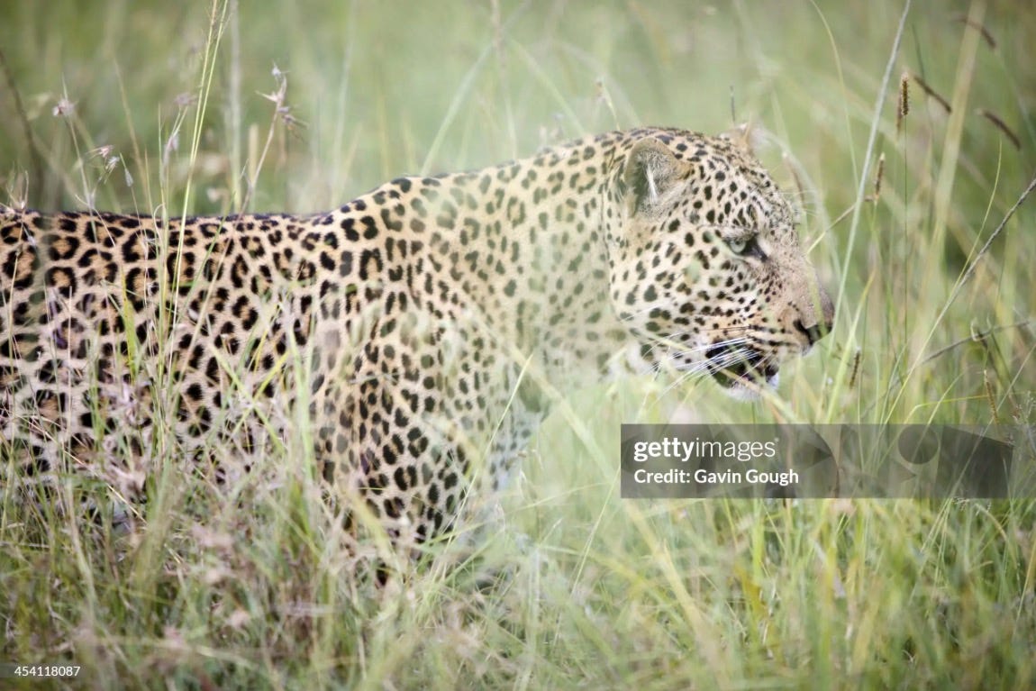 Watermark on Getty Images website. Leopard, Masai Mara © Gavin Gough