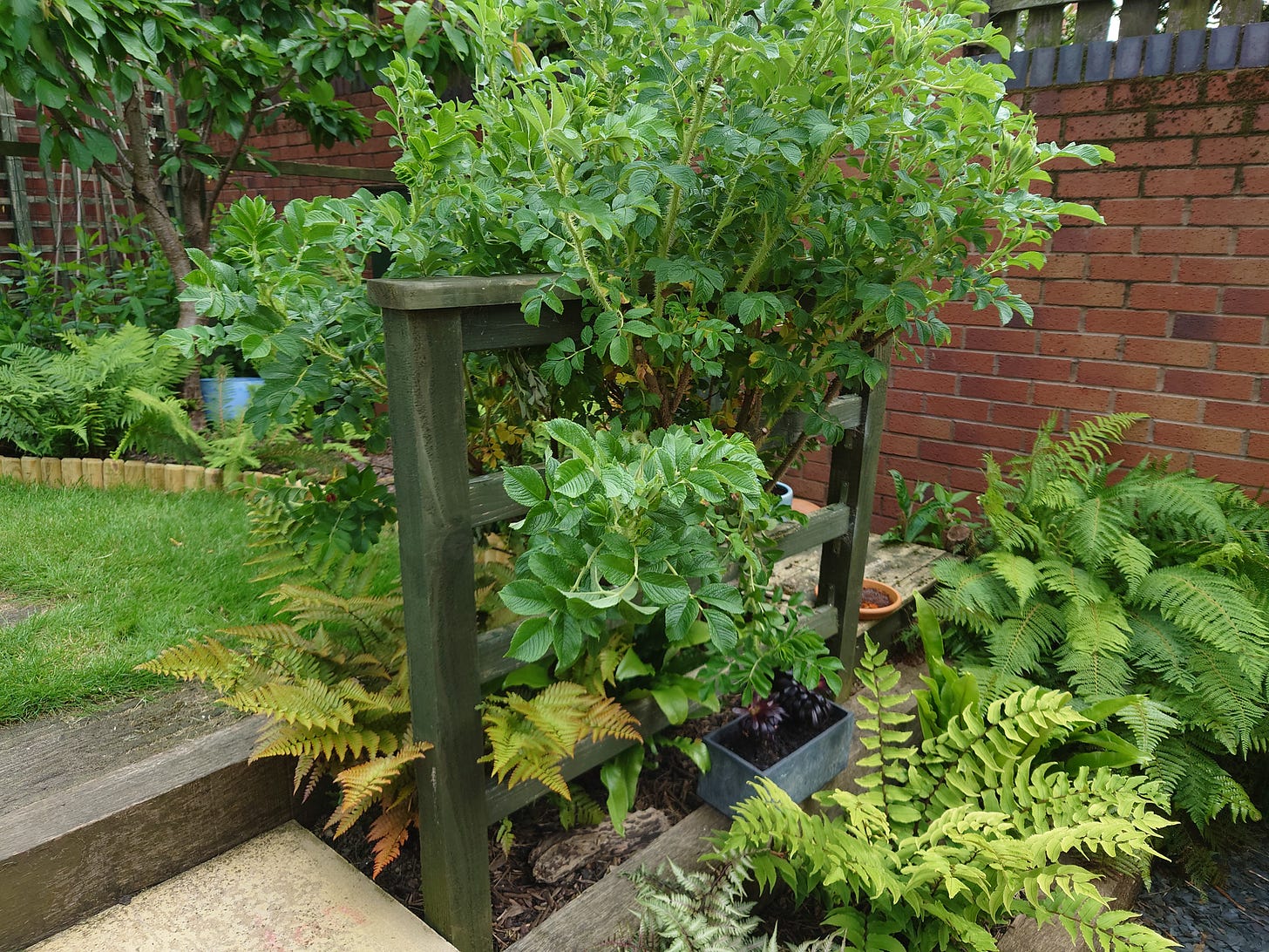 Photo of fernery including large wild rose toward the front and part of dwarf cherry tree at the back