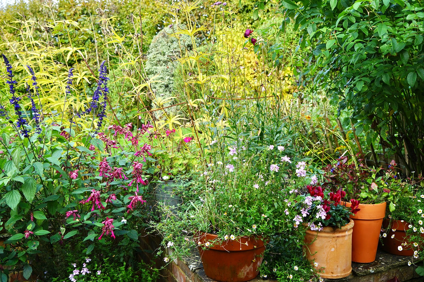 garden pots of flowers on a wall