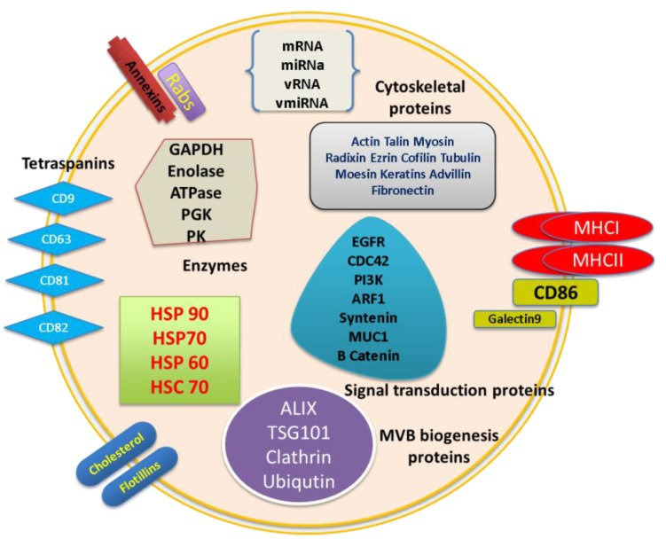 An external file that holds a picture, illustration, etc.
Object name is viruses-07-02770-g001.jpg