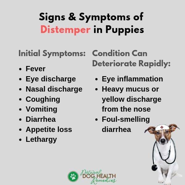 Puppy Distemper - Symptoms, Conventional and Natural Treatment