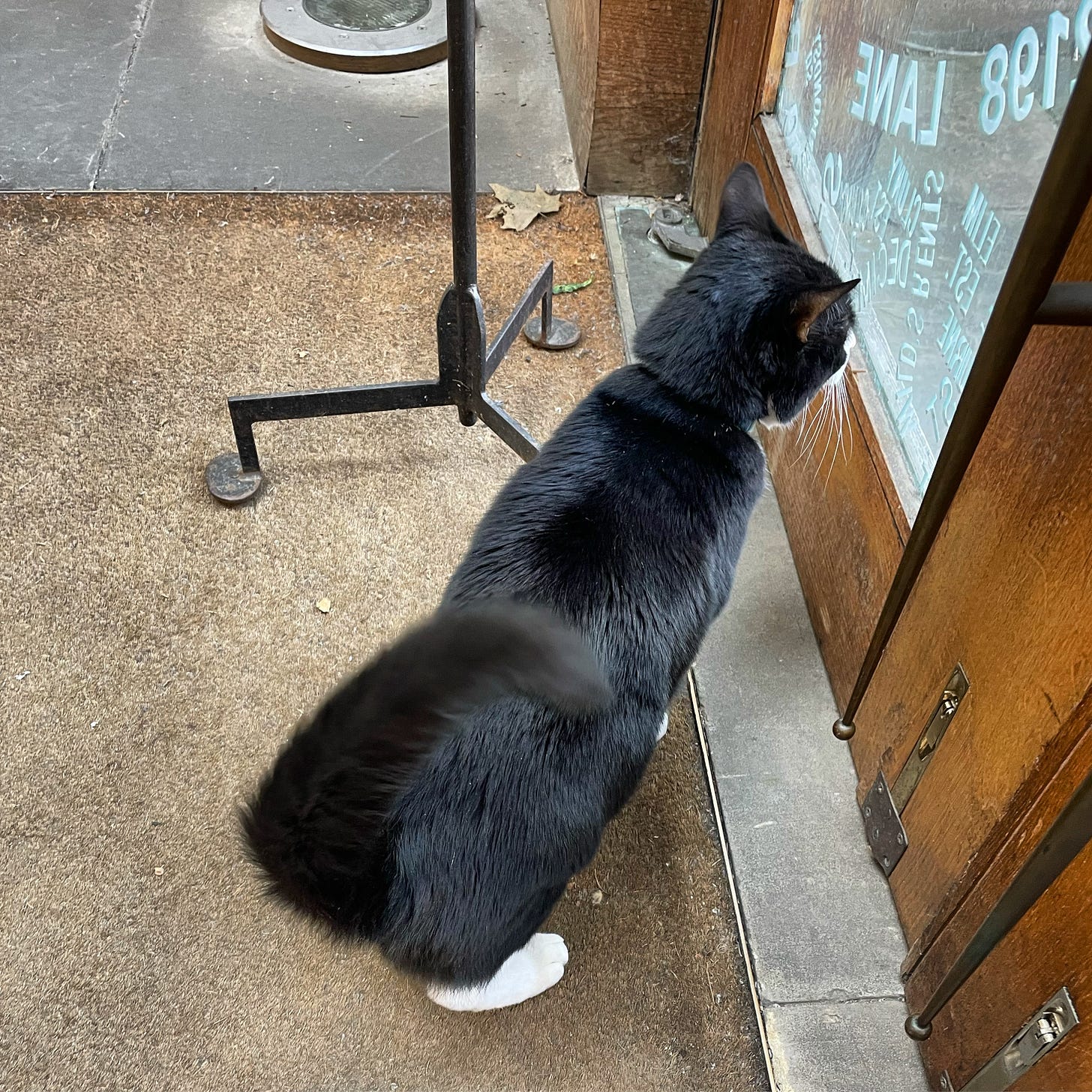 A black and white cat stands by a large wooden door, photographed from above.