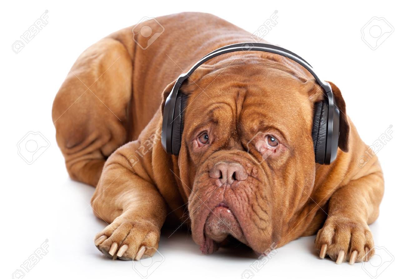 a dog in headphones is listening to the music. isolated on a white background - 9001727