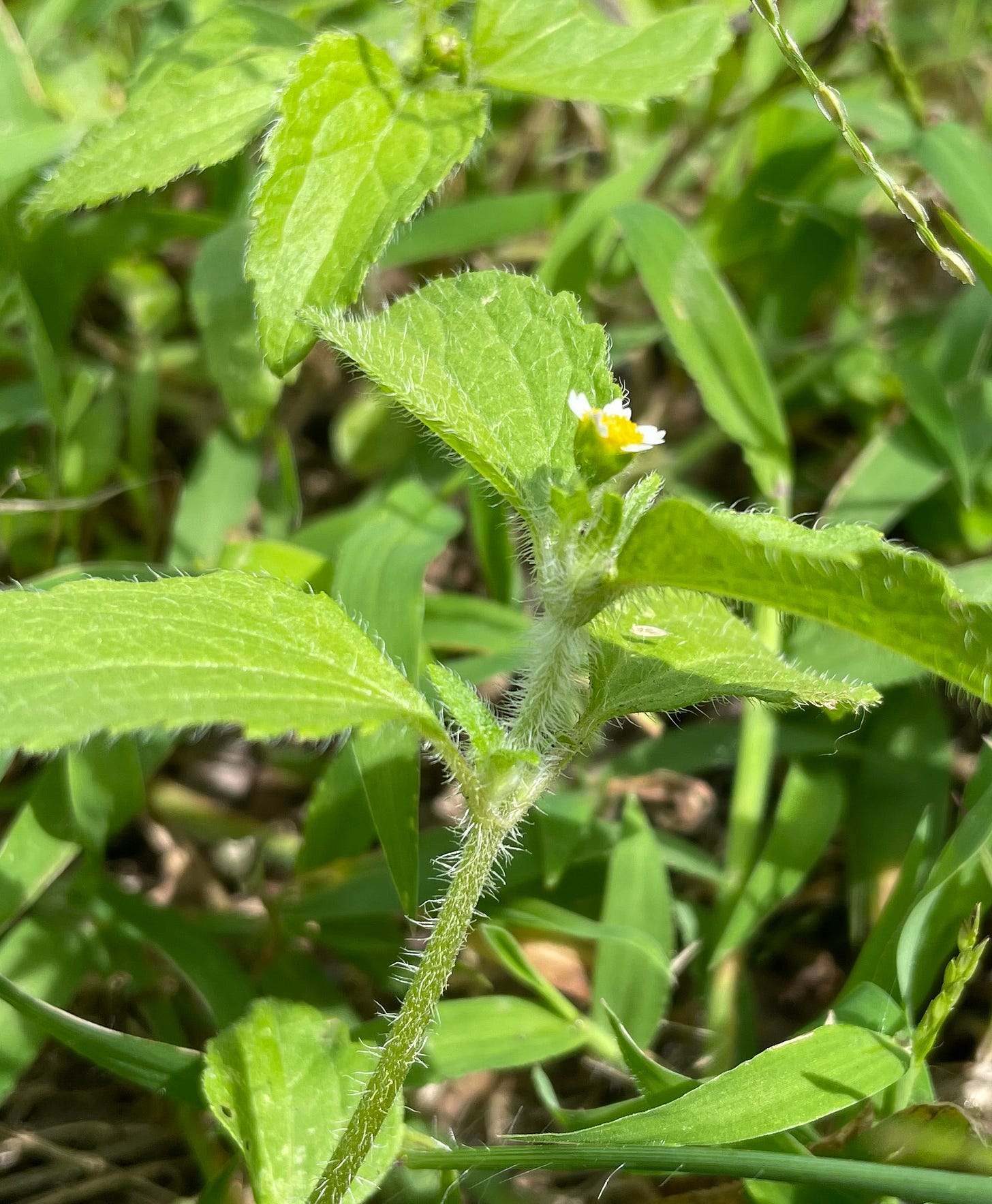 The hairs of Galinsoga ciliate or quadriradiata 