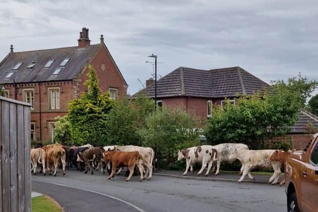 Escaped cows in Ripon, Yorkshire.