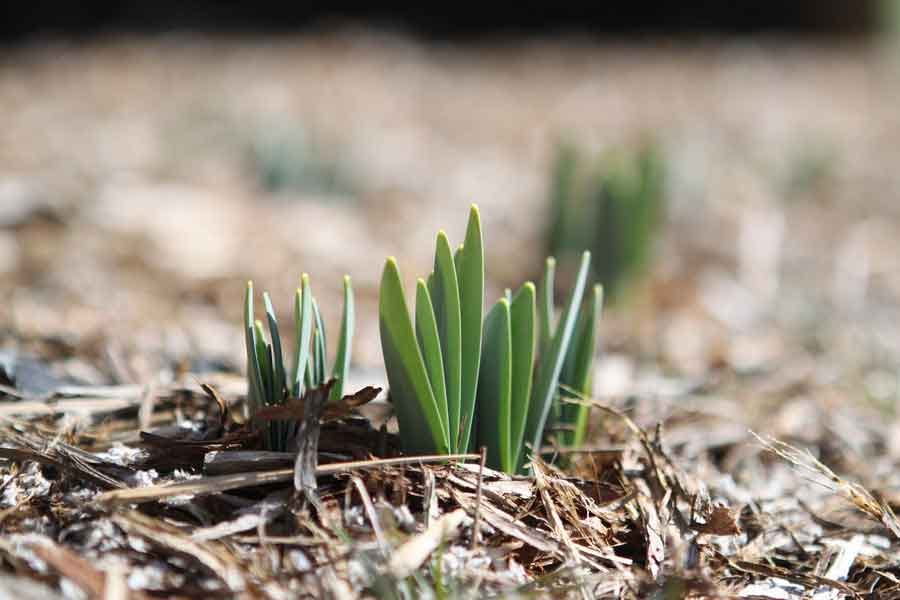 first shoots in brown earth