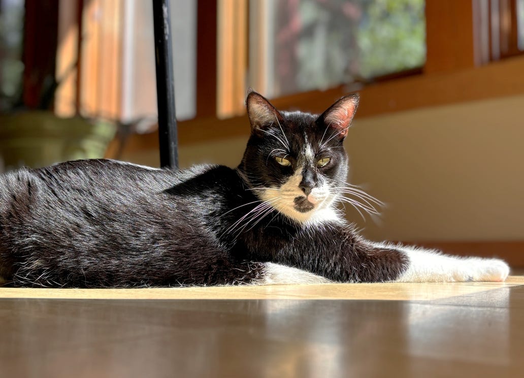 A black and white tuxedo cat lounges on a wood floor in a sunbeam with outstretched front paws and a look that says, "Do not disturb."