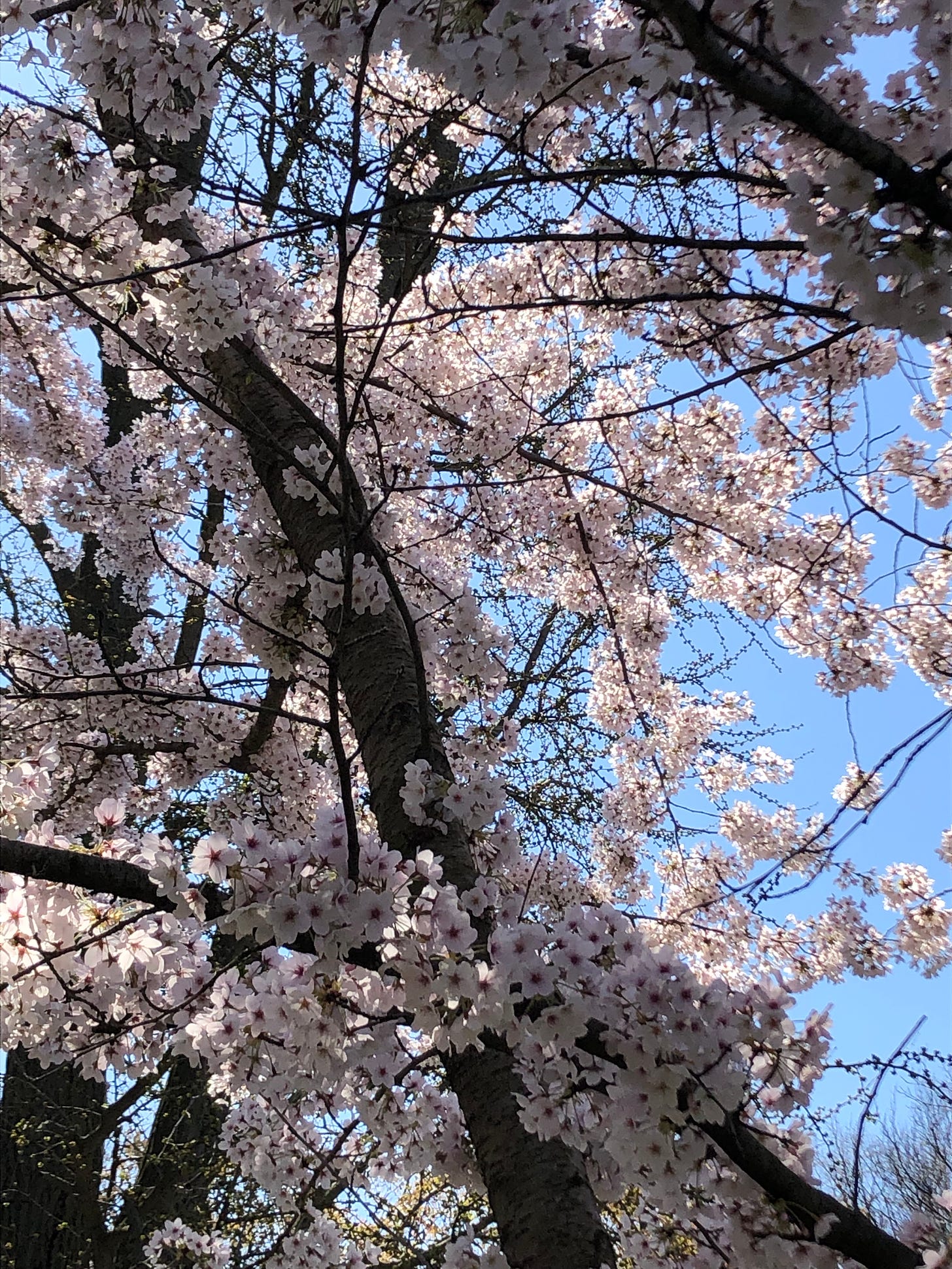 White cherry blossoms in bloom against a perfectly blue sky