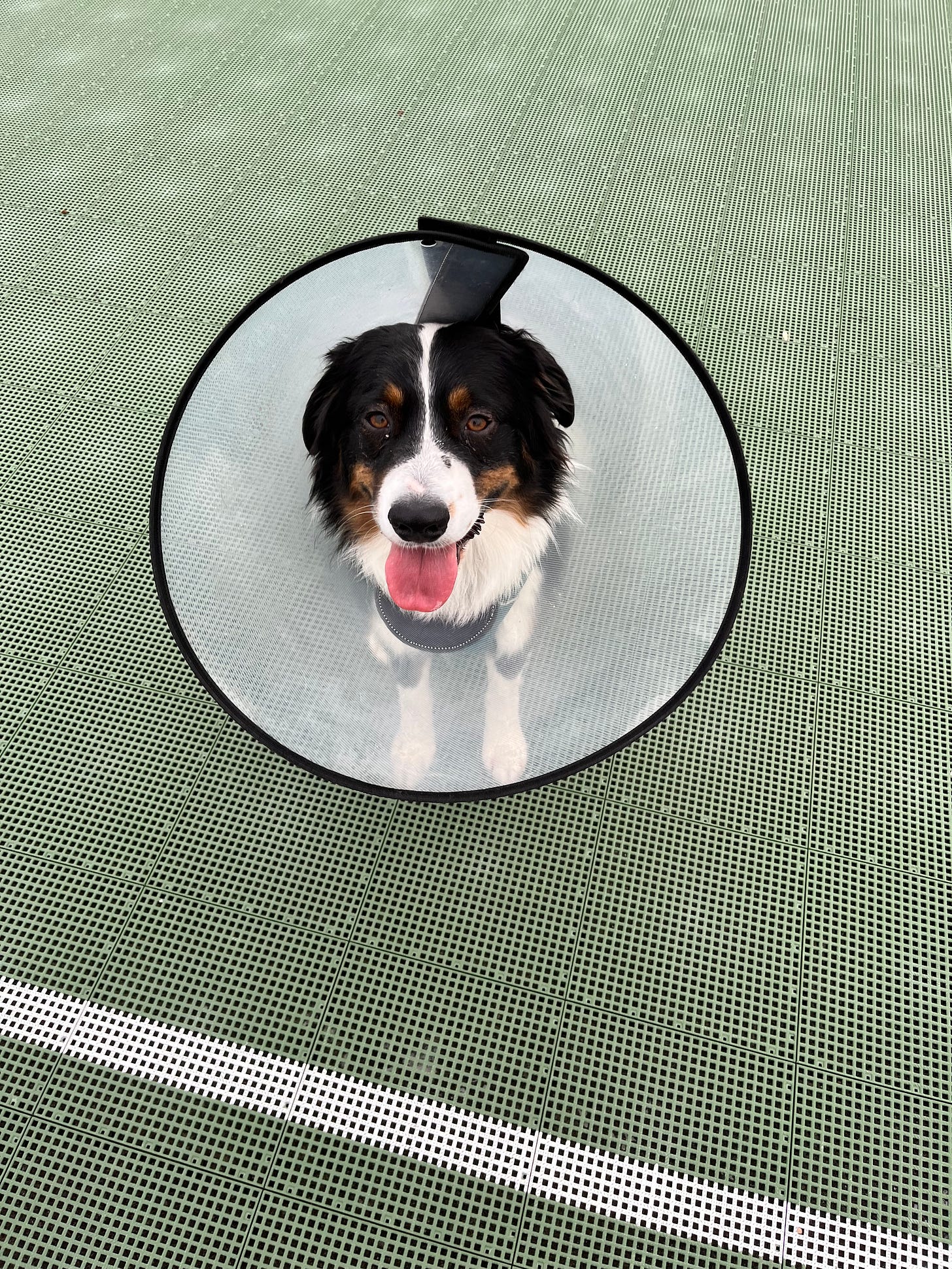 photo of Aussie dog wearing a giant cone 