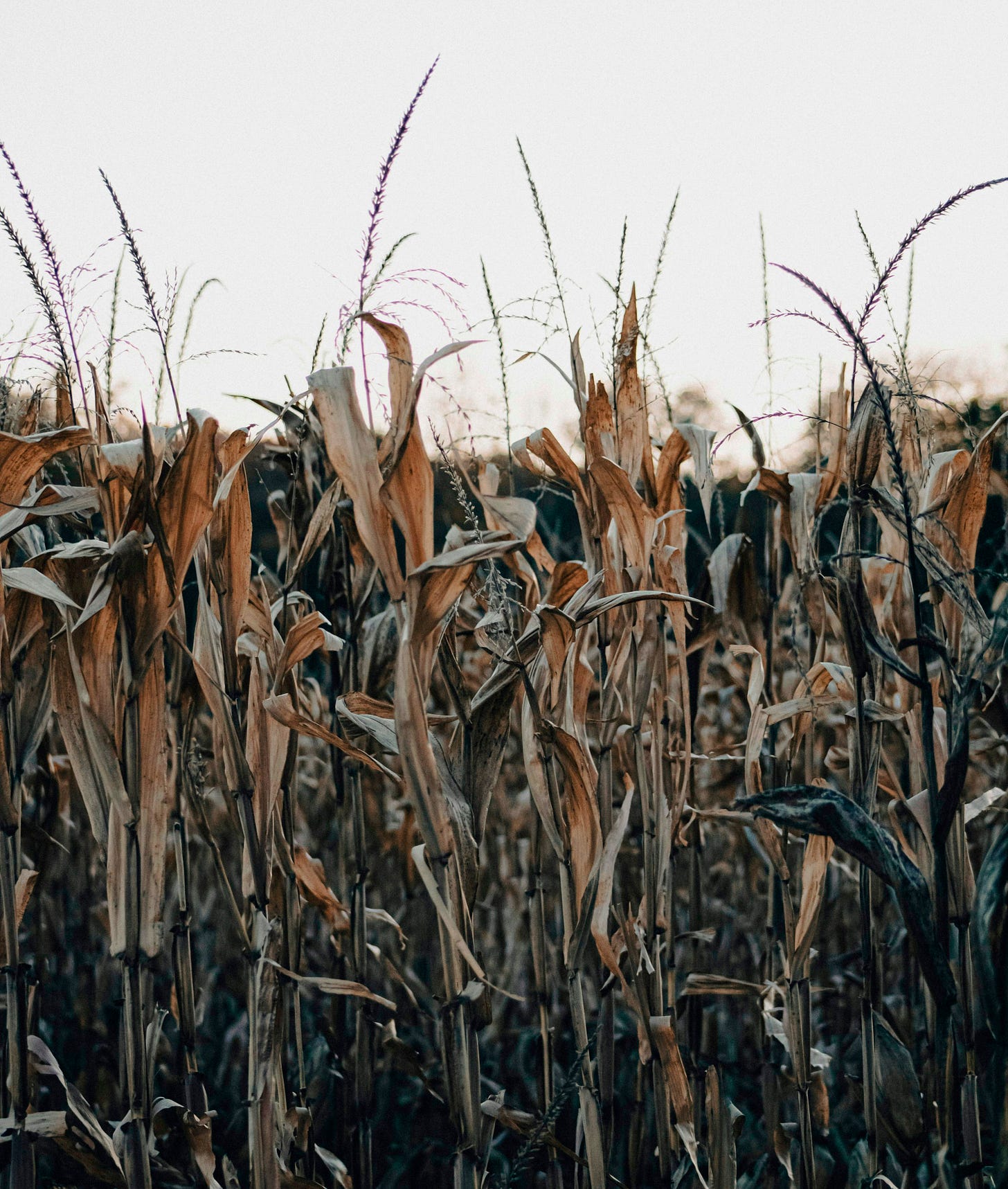 a field of corn is shown in the foreground