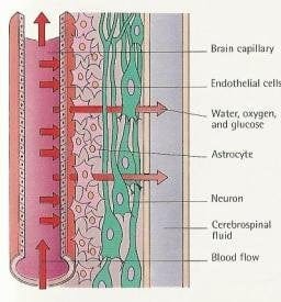 Blood brain barrier1