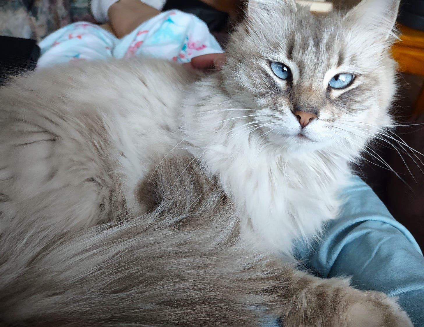 white cat with gray highlights and blue eyes