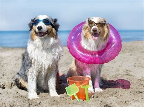 Enjoy "The Dog Days" Of Summer Saturdays & Twilight Tuesdays With Us!
