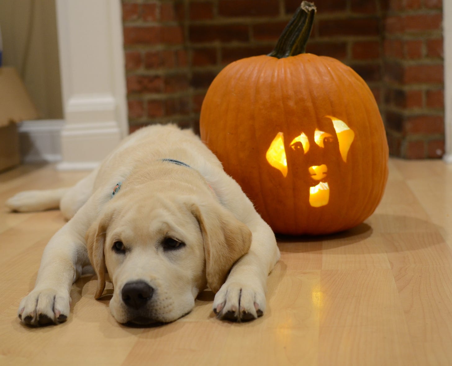 A yellow Labrador retriever looks bored laying on the floor next to a pumpkin that's carved to look like her.