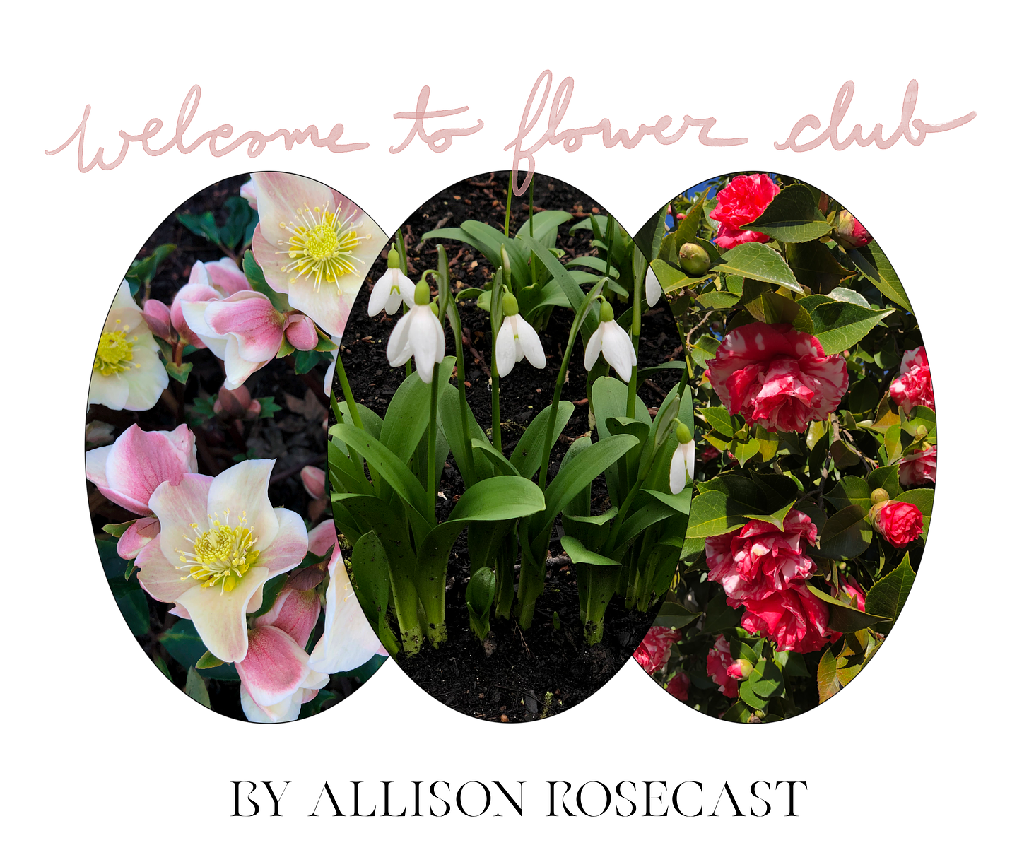 Text that says welcome to flower club by Allison Rosecast surrounded three oval photos of hellebore, snowdrops, and camellias.
