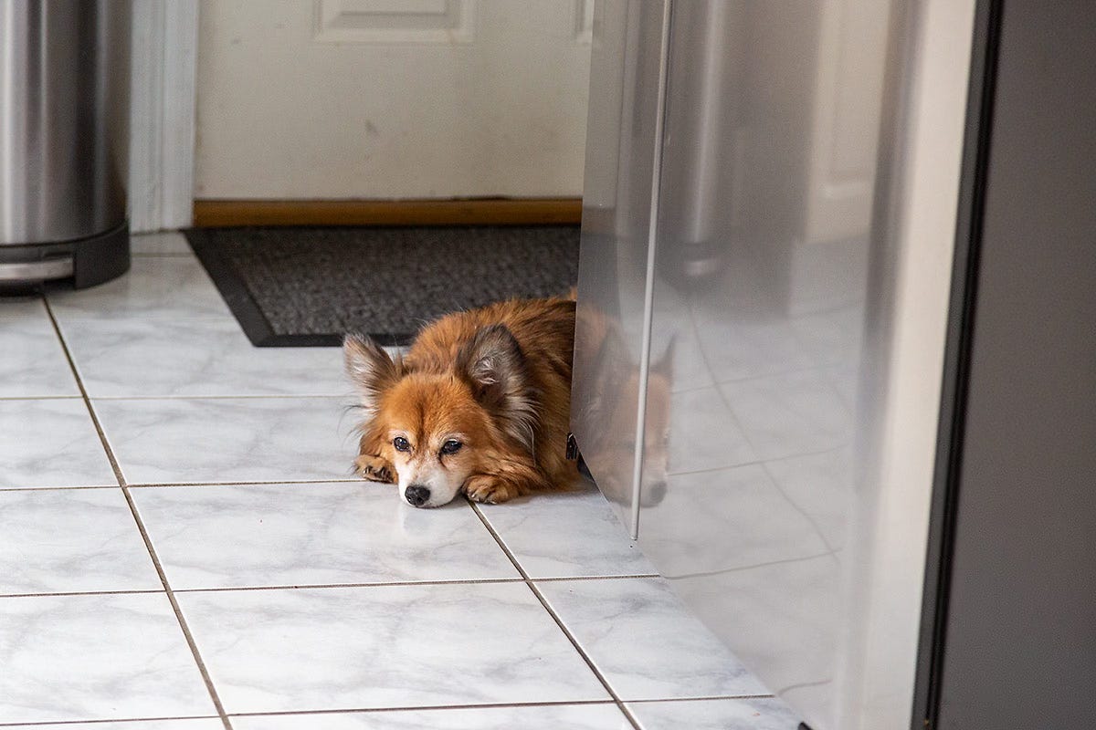Arlo the Pomeranian beagle looks dejected
