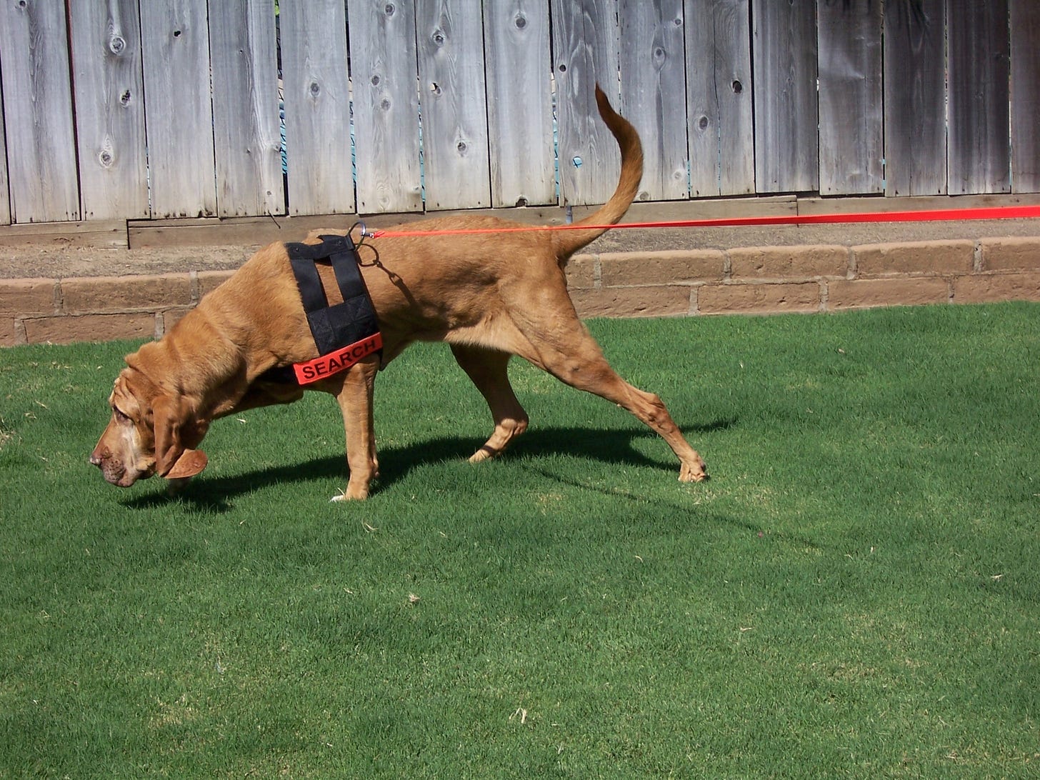 Bloodhound Chase tracking on grass